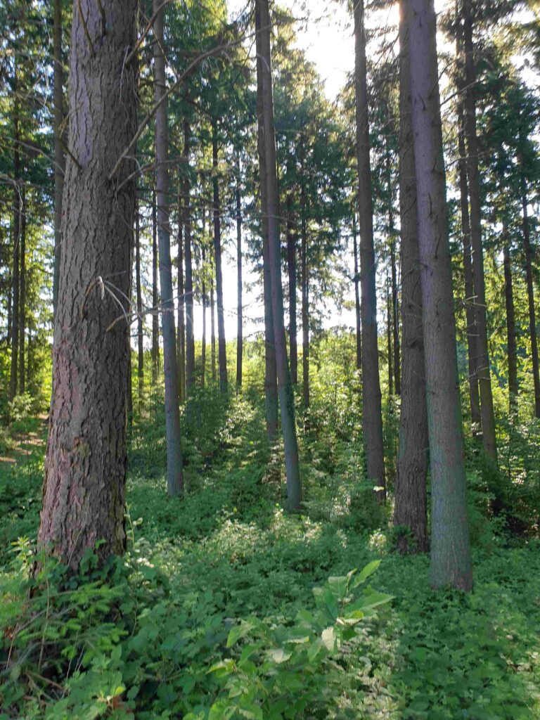 gestion des forêts