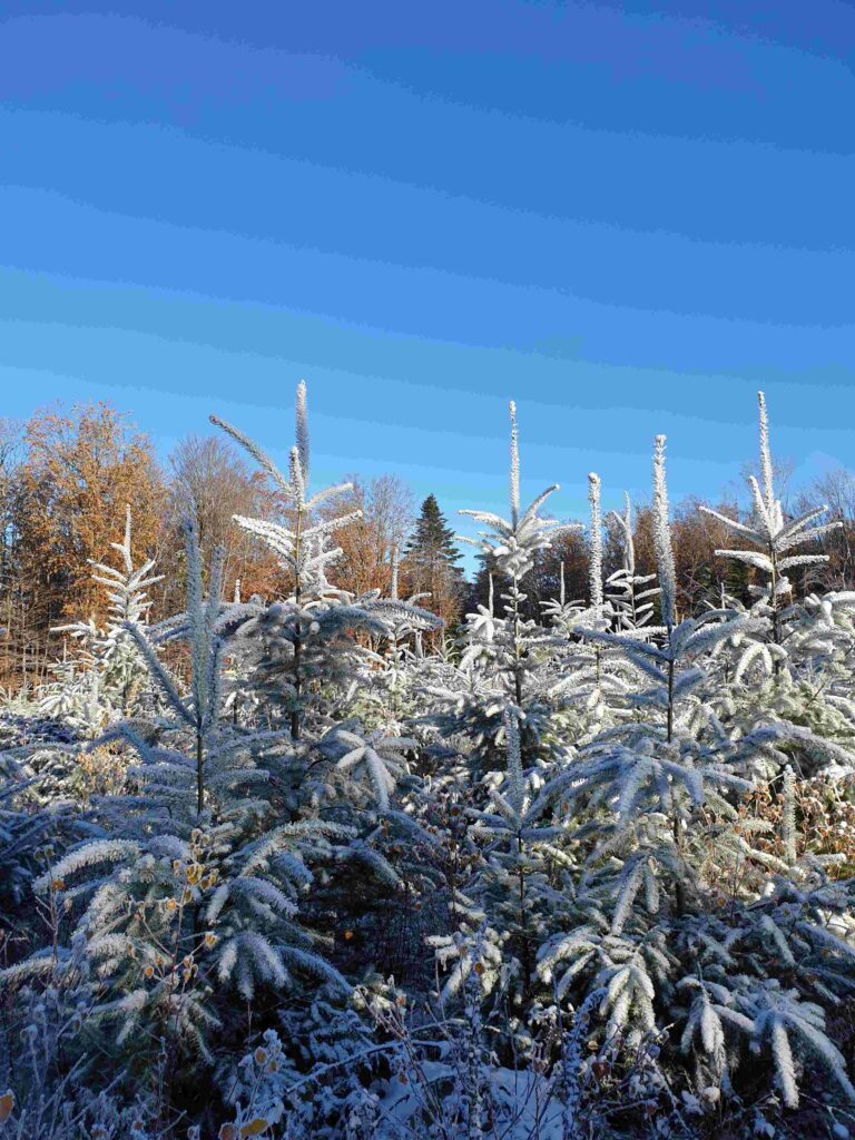 gestion des forêts