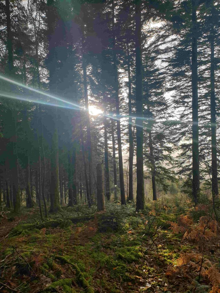 gestion des forêts