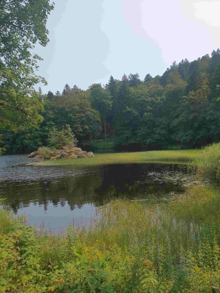 gestion des forêts